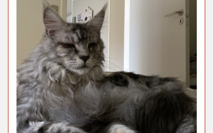 Maine Coon z długim futrem, leżący na kanapie.