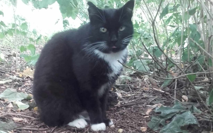 Czarny kot siedzący w zaroślach.