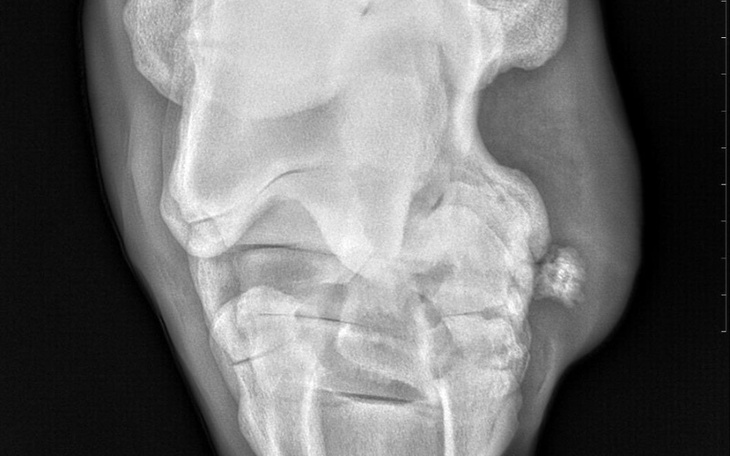 Zbiórka Szpat - zdjęcie główne