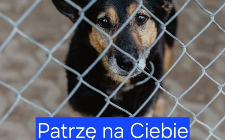 Pies patrzący przez ogrodzenie, z napisem 'Patrzę na Ciebie'.