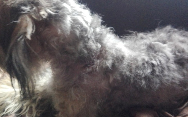 Zbiórka Lepsze Życie Diuka i przyjaciół! - zdjęcie główne