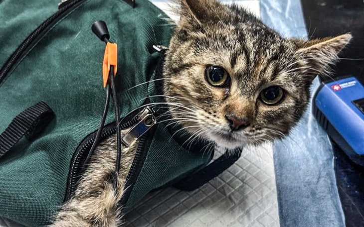Kot w torbie, wygląda na zaniepokojonego.