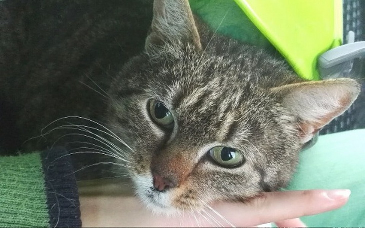 Zbiórka Operacja Cichciakowej - zdjęcie główne