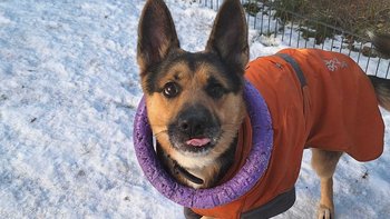 Zbiórka Pączka wrzuć PsiKotkowi! 🍩 - miniaturka zdjęcia