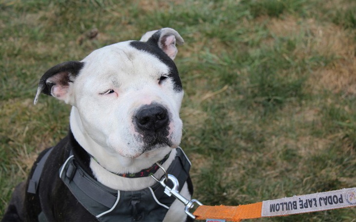 Zbiórka Wsparcie PŁB - zdjęcie główne