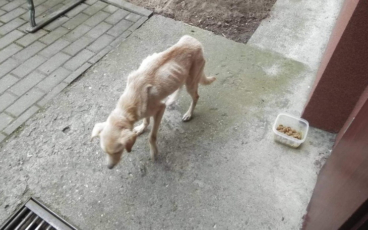 Zbiórka Znaleziony biedak - zdjęcie główne