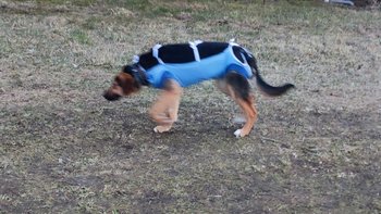 Zbiórka Karma, miski, wet - miniaturka zdjęcia