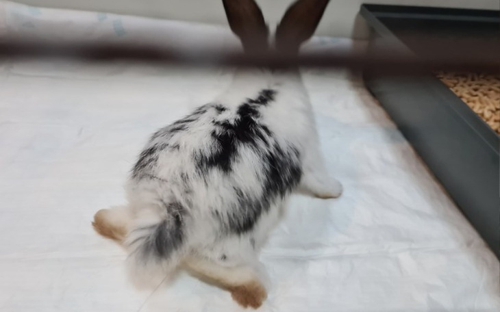 Zbiórka Połamane króliki z lodówki - zdjęcie główne