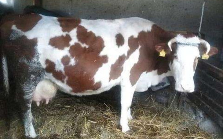 Krowa w oborze, spokojnie pasąca się.