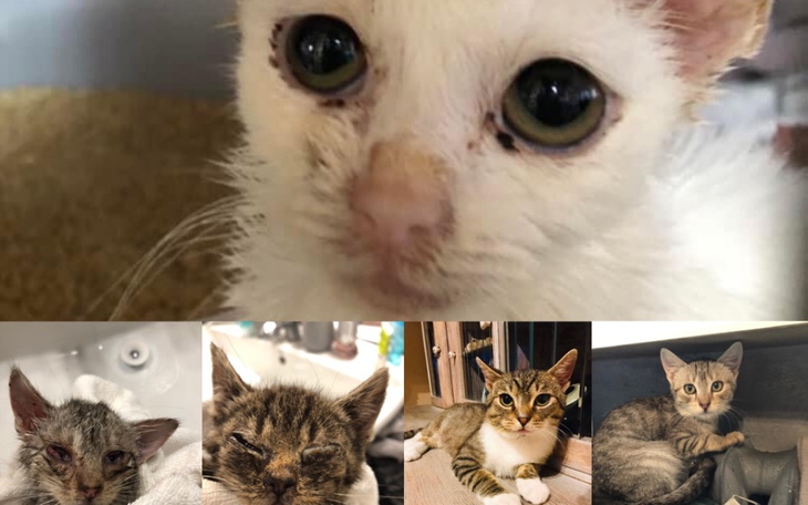 Zbiórka SzareBureWPotrzebie - zdjęcie główne