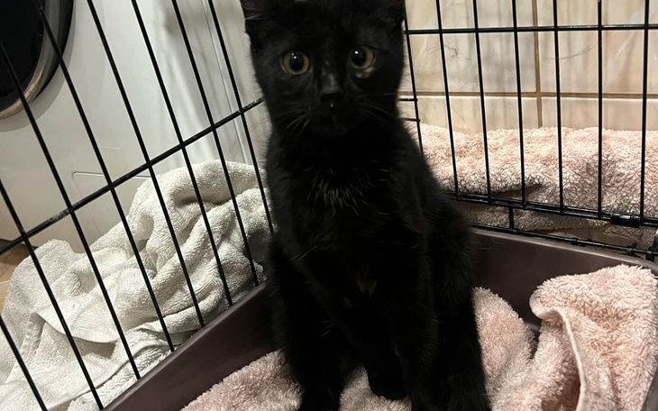 Czarny kot siedzący w klatce, z dużymi oczami.