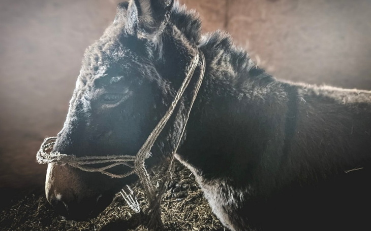 Osiołek z liną na szyi, patrzący w stronę obiektywu.