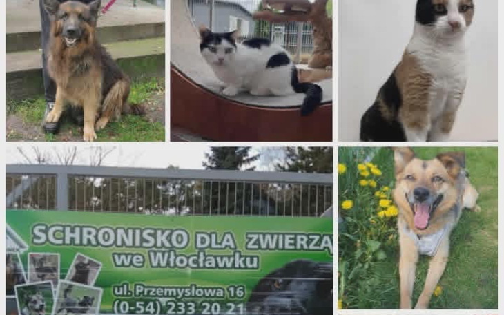 Zwierzęta w schronisku, różne rasy psów i kotów.