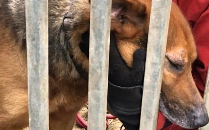 Zbiórka Hotelik dla Jankiela - zdjęcie główne