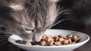 Zbiórka Wirtualna miseczka - miniaturka zdjęcia