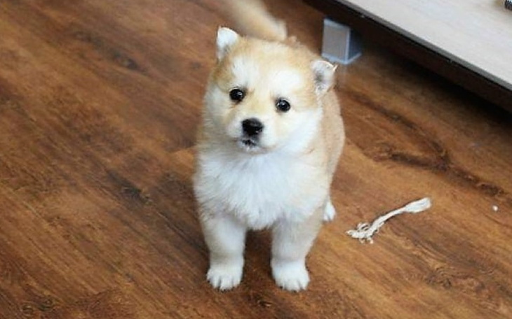 Mały szczeniak na drewnianej podłodze, wygląda na ciekawskiego.