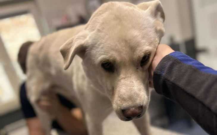 Pies w klinice weterynaryjnej, smutny i zmęczony.