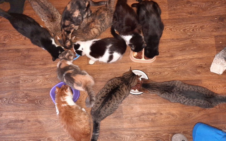 Zbiórka ,,,,. - zdjęcie główne