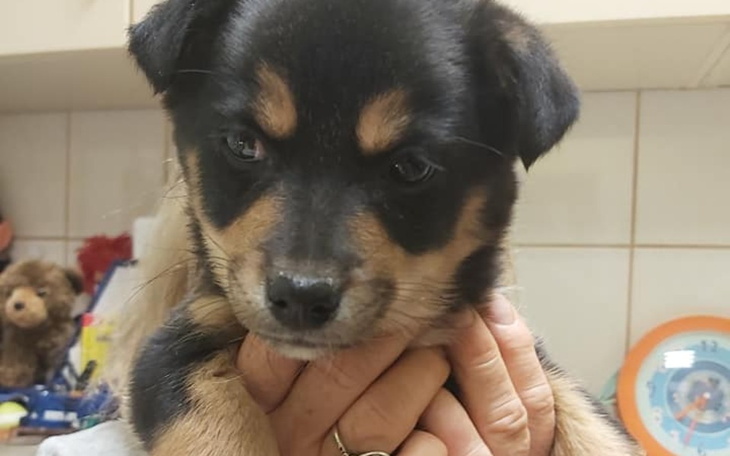 Zbiórka Tessa,Tekla i Tor proszą o pomoc - zdjęcie główne