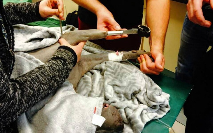 Zbiórka Ratujemy łapkę Raji - zdjęcie główne