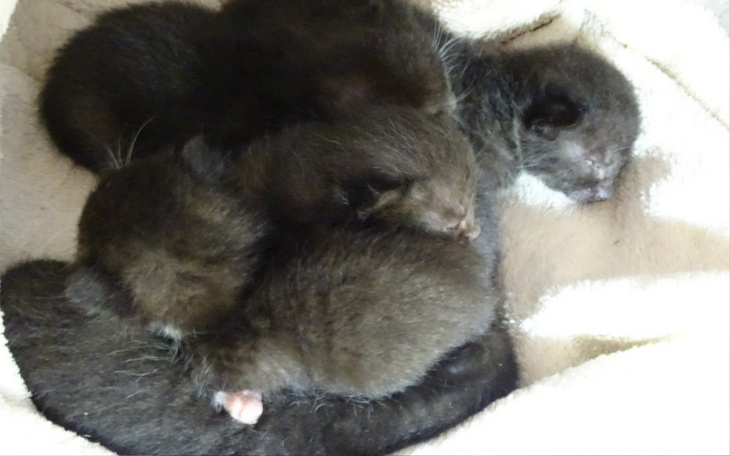 Kocięta śpiące w stosie, na białym ręczniku.