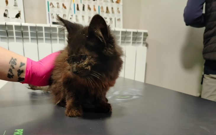 Mały kotek w lecznicy, wygląda na zaniedbanego.