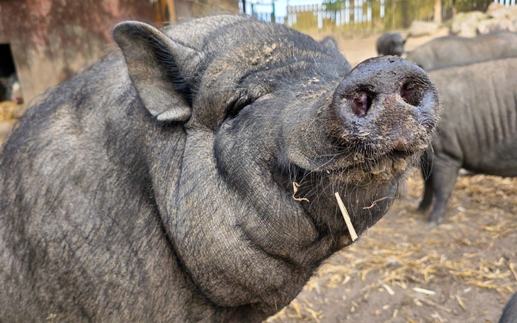 Świnia wesoło spoglądająca na fotografa.