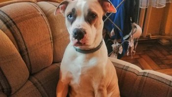 Zbiórka Na zabieg kastracji suczki - miniaturka zdjęcia