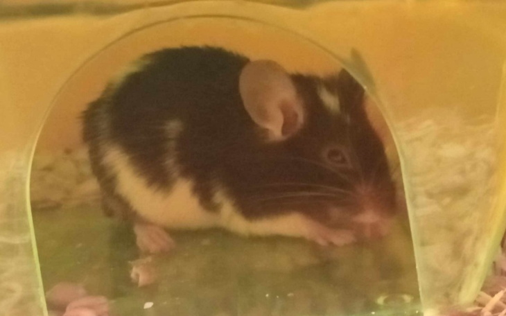 Zbiórka Dla myszki Samiego i dla mnie - zdjęcie główne