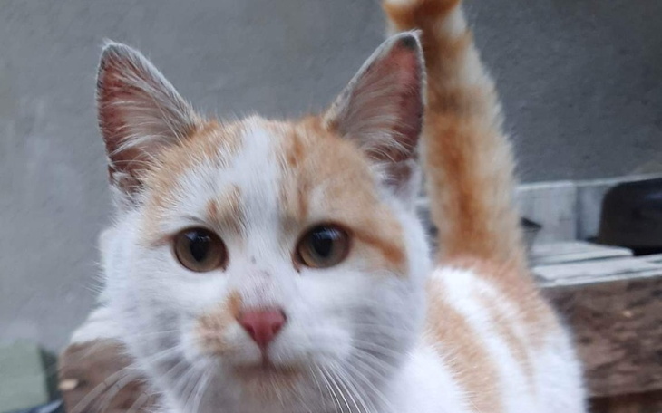 Zbiórka Panleukopenia zabija Zuzię - zdjęcie główne