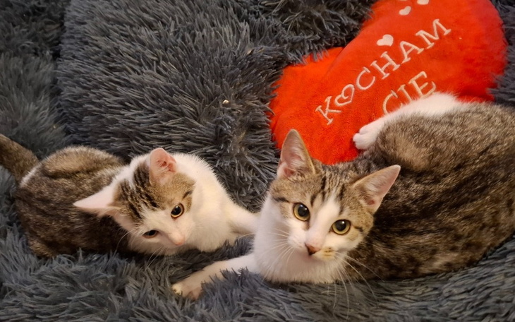 Dwa małe koty na miękkim kocu, z sercem w tle.