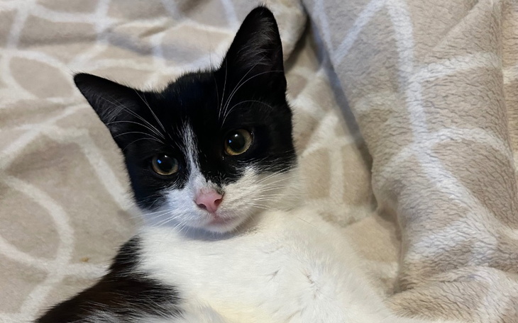 Czarnobiały kot leży na kocu, patrząc w obiektyw.