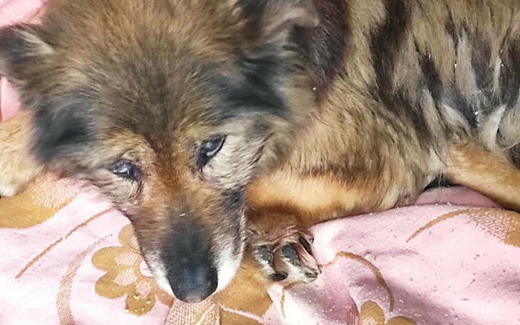 Zbiórka Godny żywot ślepej suni - zdjęcie główne