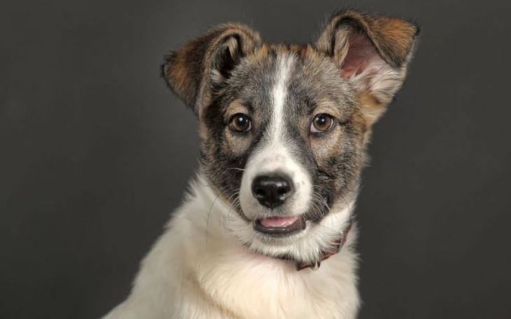 Zbiórka Na Słodkie Marzenie - zdjęcie główne