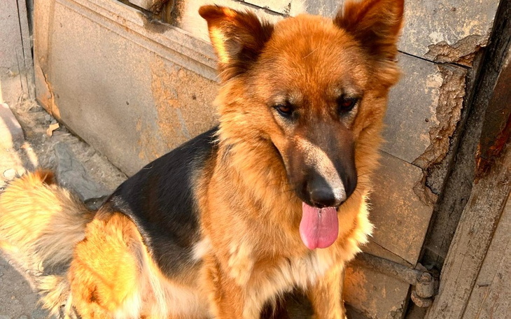 Zbiórka Na pomoc bezimiennej suni - zdjęcie główne