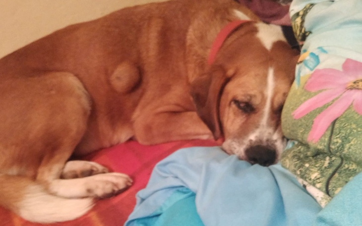 Zbiórka Zbiórka na leczenie weterynaryjn - zdjęcie główne