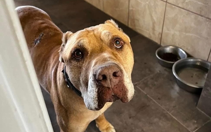 Pies rasy pitbull, patrzący z ciekawością.