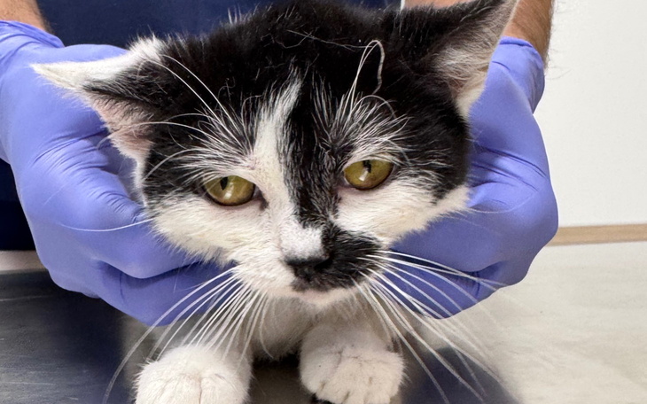 Kot z białym i czarnym futrem, trzymany przez osobę w rękawiczkach.