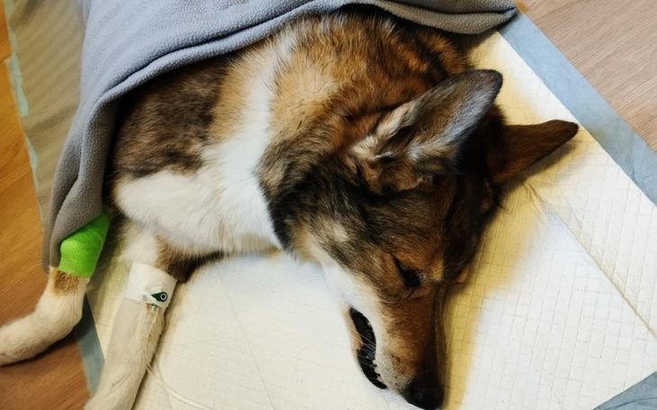 Zbiórka Kari nadal walczy o życie - zdjęcie główne