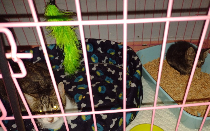 Zbiórka Za ogrzewanie kociarni 2021/2022 - zdjęcie główne