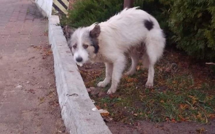 Zbiórka Pomoc dla suni i szczeniąt z pod - zdjęcie główne