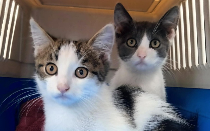 Dwa kocięta w transporterze, patrzące z ciekawością.