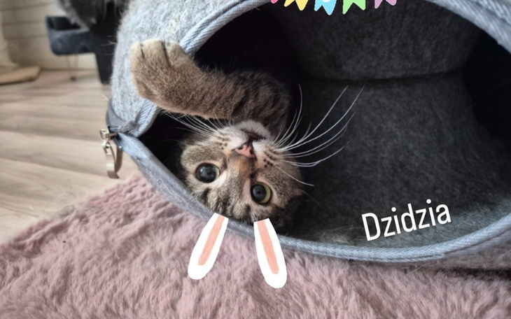 Kot bawiący się w przytulnym miejscu.