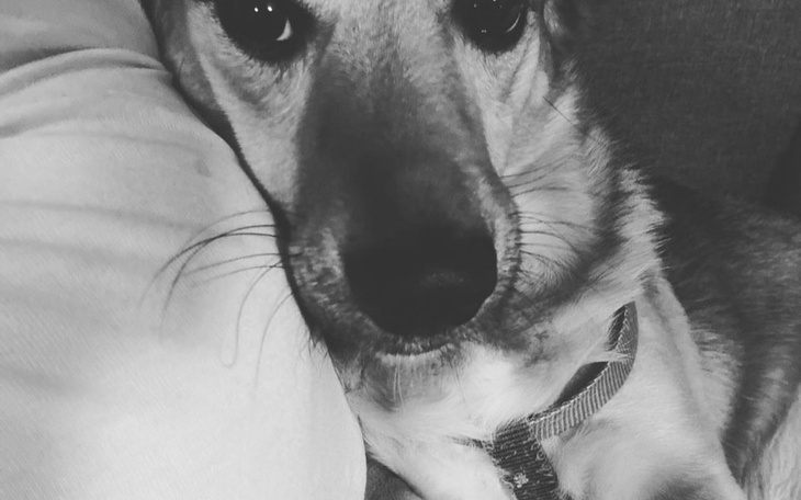 Zbiórka Na operacje reksia - zdjęcie główne