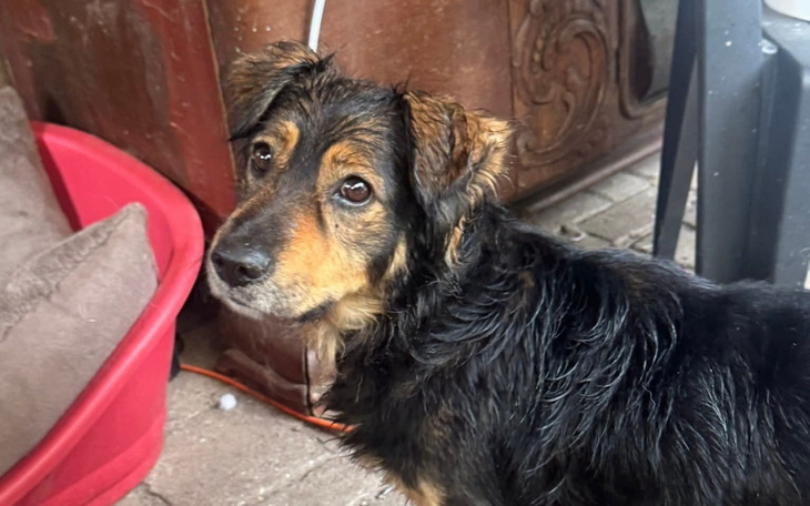 Pies o brązowym futrze, patrzący z ciekawością.