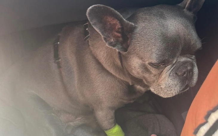 Smutny buldog francuski z opatrunkiem na łapie, siedzący w samochodzie.