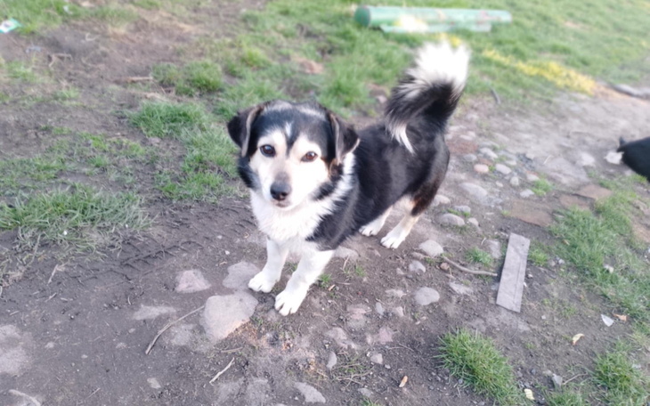 Mały piesek na trawie, z przyjaznym wyrazem pyszczka.