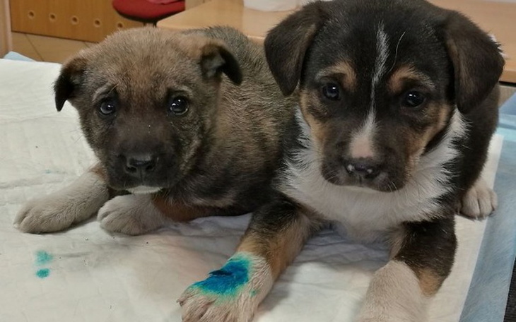 Zbiórka Wyziębione szczeniaki z nory - zdjęcie główne