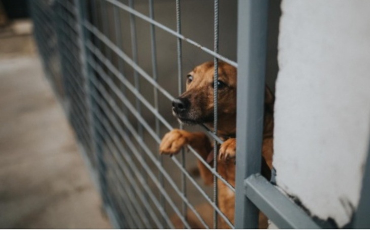 Zbiórka Na budowę schroniska - zdjęcie główne