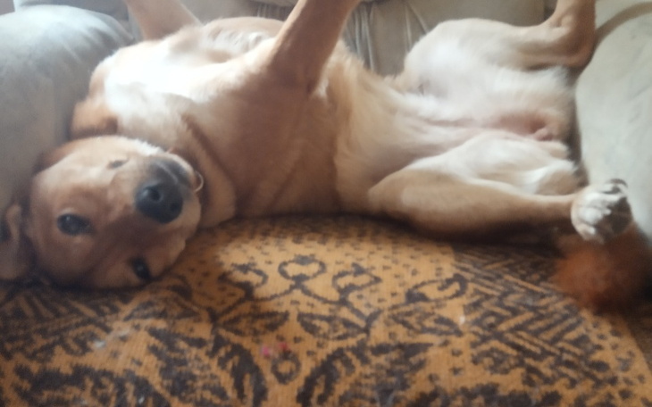 Zbiórka Dla zwierząt kocham - zdjęcie główne